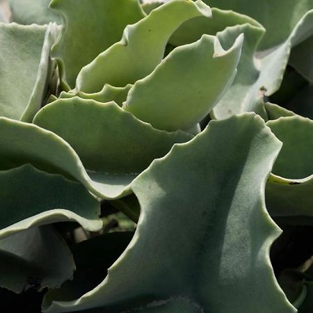 Casa Ulivo Agave Favignana At My Place Eksteriør billede